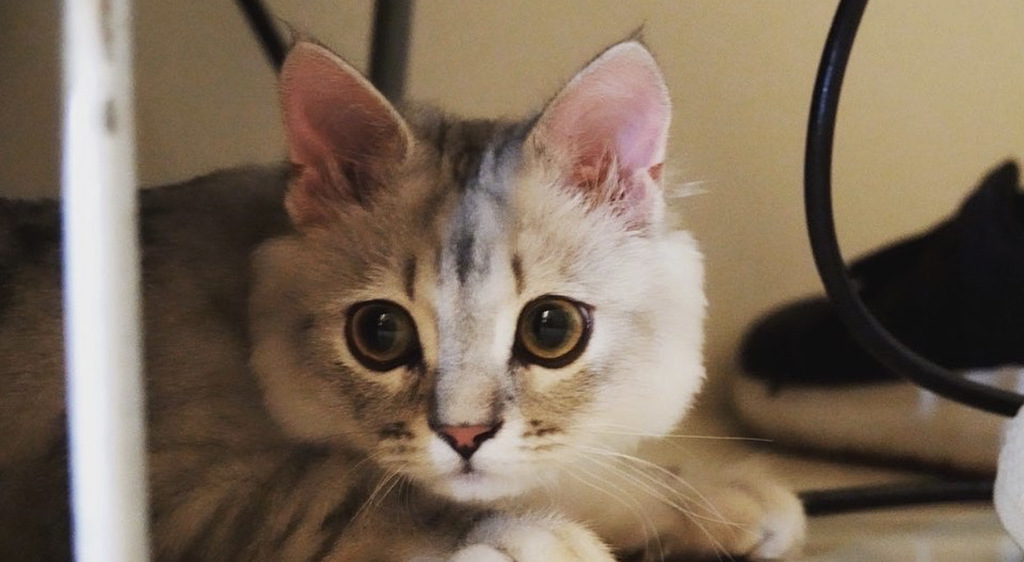 猫咪性格孤傲究竟主人在它们心中是如何(图/翻摄自IG：@wen.shan0410)

