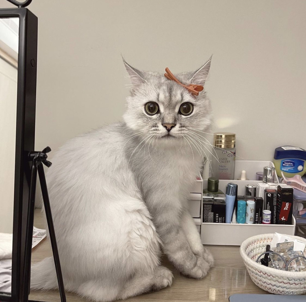 猫猫显示不耐烦的话就是仆人无误(图/翻摄自IG：@wen.shan0410)
