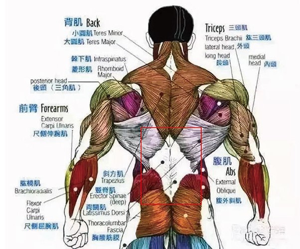 健身除了倒三角，也要让背肌长出圣诞树！